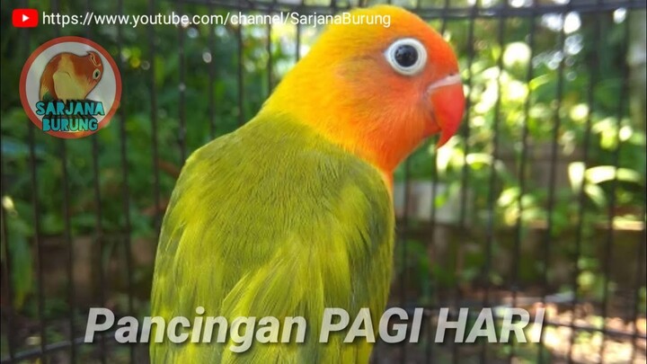 100% Ampuh, Pancingan Suara Burung Lovebird Pagi Hari, Ngekek Panjang