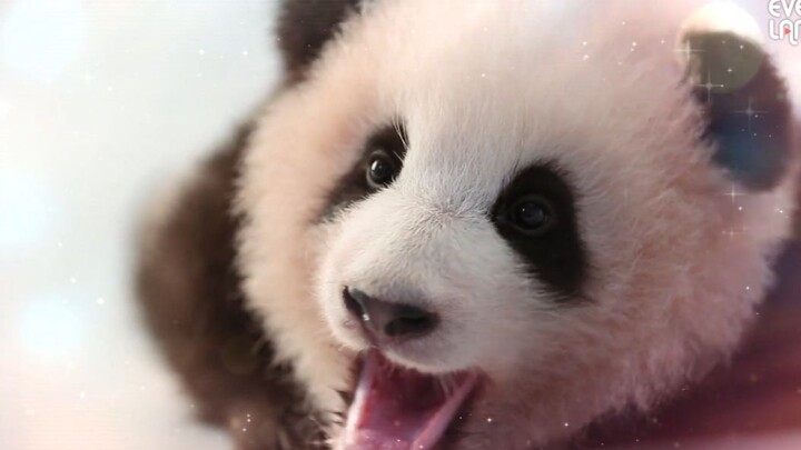 【Panda He Bao】Another Lively Day!