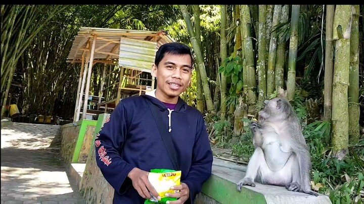 kasih makan kawanan monyet di sarangnya | monyet hutan bambu