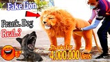 Big Fake Lion vs Real Dogs Prank Very Funny - Must Watch Funny Vided We on Rural Prank Dogs