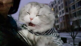 A Scottish Fold Roars, “The Wind Is Blowing My Little Body Away!”