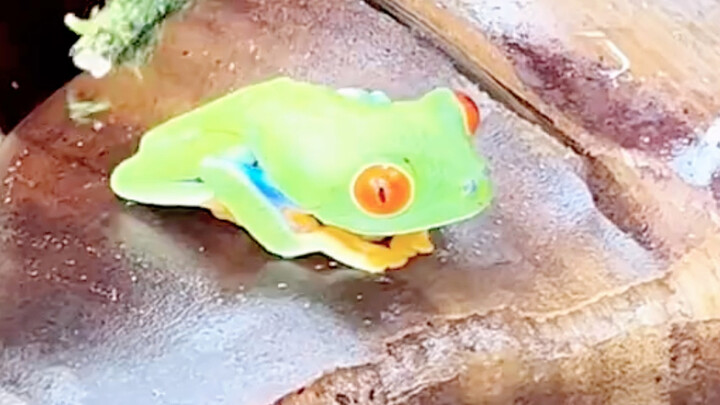 مخلوقات عجيبة، صنع الطبيعة الخارق، أمر مذهل للغاية!