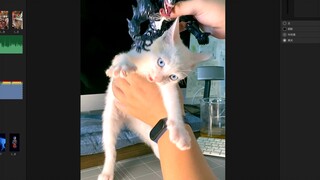 一个模型玩家和猫之间的互相伤害