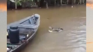 buaya gabut  🤣🤣 #viral #dukungankreator