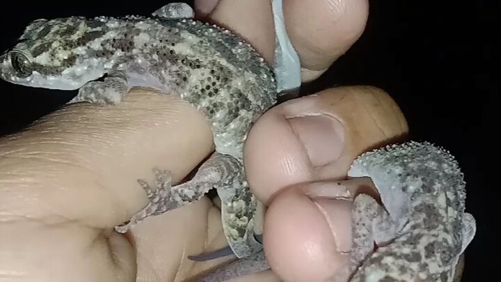 Berburu Reptil di malam hari part 1