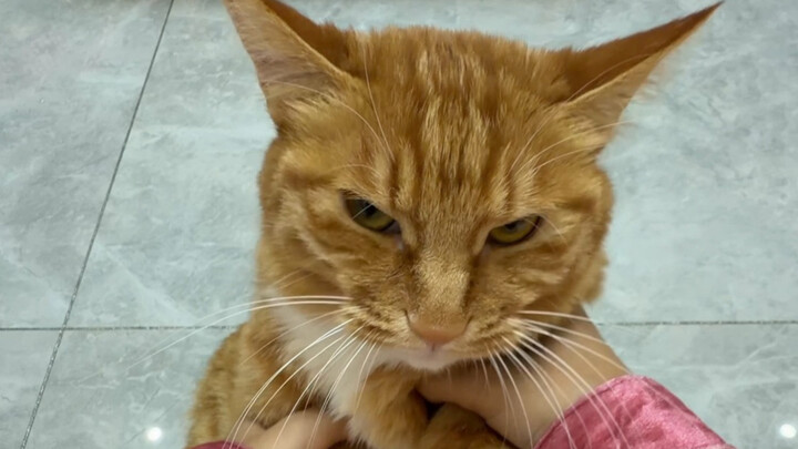 Kabar baik: Kucing bisa mengerti bahasa manusia. Kabar buruk: Kucing memang bisa mengerti bahasa man