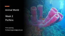 การจำแนกสัตว์กลุ่ม Porifera