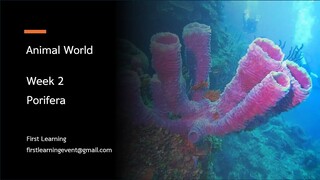 การจำแนกสัตว์กลุ่ม Porifera