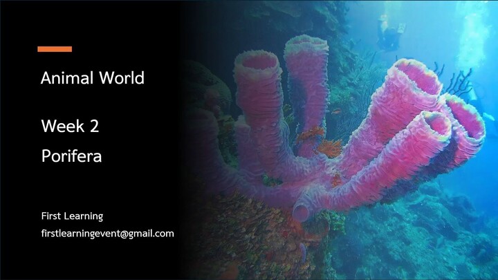 การจำแนกสัตว์กลุ่ม Porifera