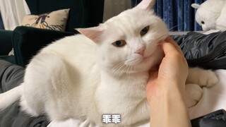 可能这就是猫和狗的区别吧……