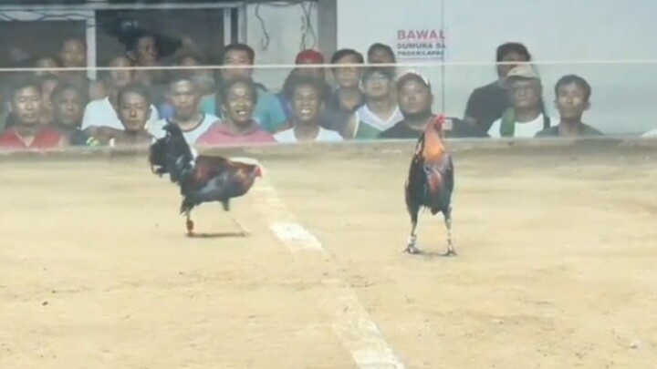 Boss Bambe 2 hit entry 2nd fight Champion 🐓