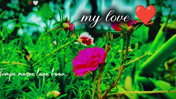 Beautiful Flower Cinematic Edit 🌸 | Nature Color Grading