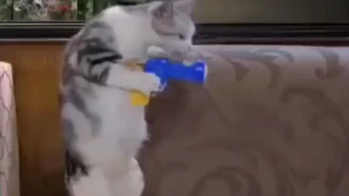 video lucu kucing