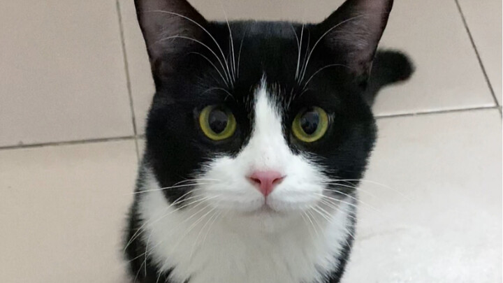 This dairy cow cat loves to meow