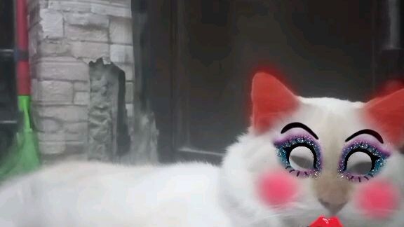 funnycat
