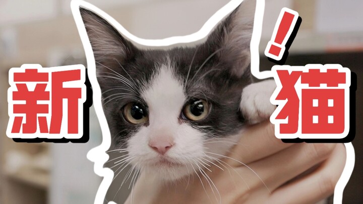 Kucingku yang ke-6! Lucu sekali! [Huahua dan Tiga Kucing]