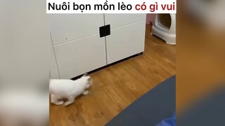 Nuôi vọn mồm lèo này có gì vui