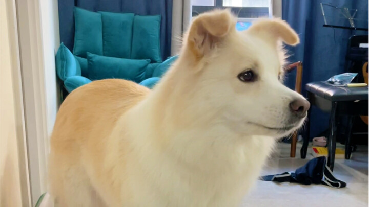 A dog’s love for its owner is just like the lyrics say: “I’ll give you everything I have, however in