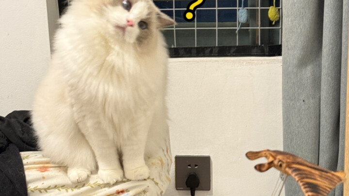 دماغ القط مُحمَّل فوق طاقته!