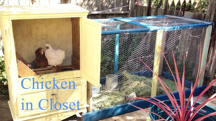 Chicken in Closet