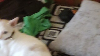 MIAWWWW