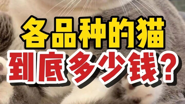 不同品种猫价格，你家猫多少买的？