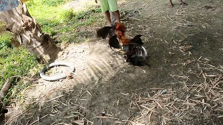Nakabawi kalaban. matangkad na bata vs matanda na baldado pakpak