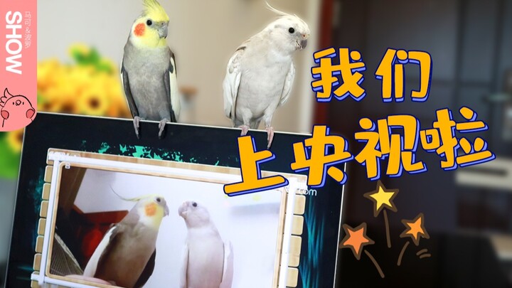 เมื่อนกแก้วเห็นเพลงที่ตัวเองร้องเพี้ยนถูกออกอากาศทาง CCTV จะเป็นยังไงนะ! 【มาโคโปโลโชว์】