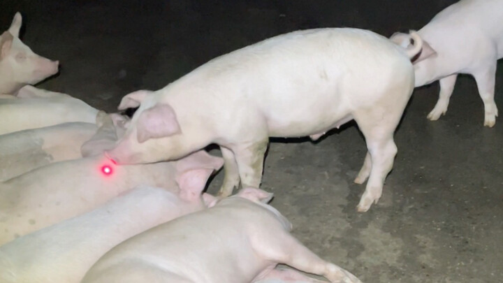 Who reacts strongly to lasers?