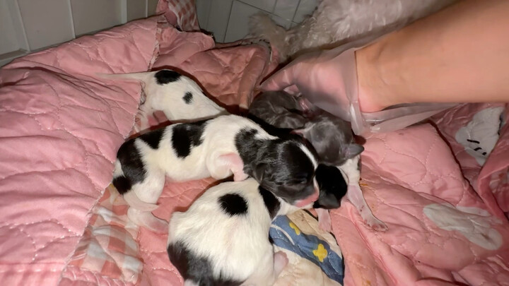 The sky has fallen—such a large litter!