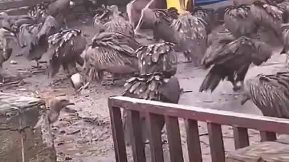 cuman melihara burung doang kok