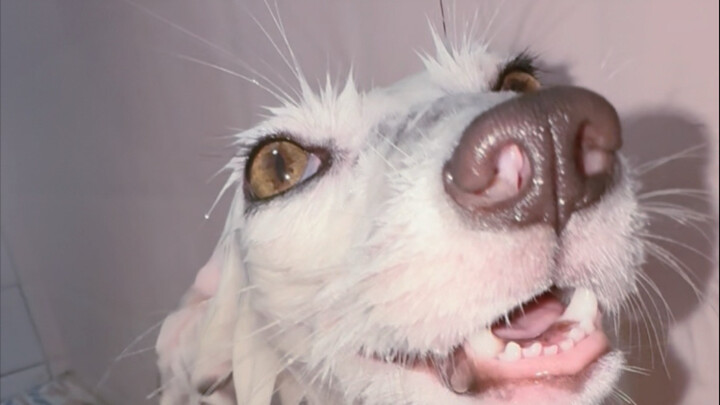 سأحزن إذا لم ير أحد كيف تستحم الثعلب.