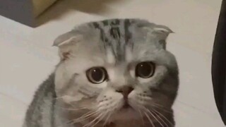 If a cat is not taught, it will become useless!