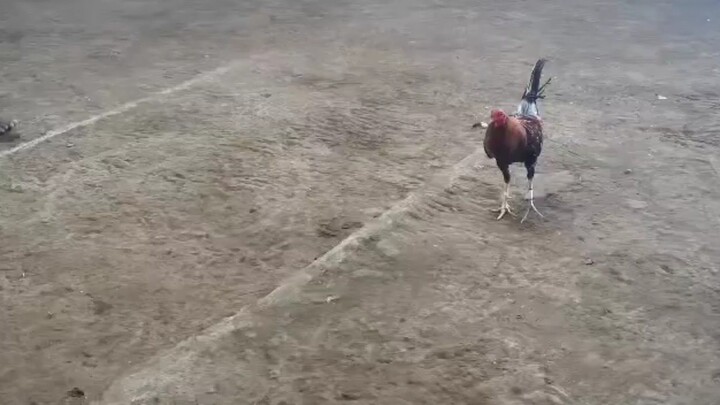 4x winner lost at 5th fight owner Richard Santos