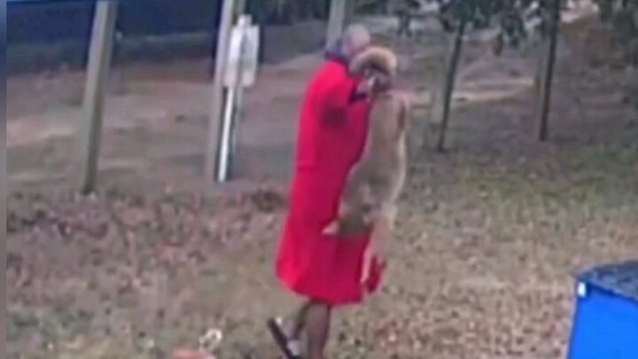 Seorang pria di Amerika Serikat menangkap ekor serigala liar dengan tangan kosong untuk menyelamatka