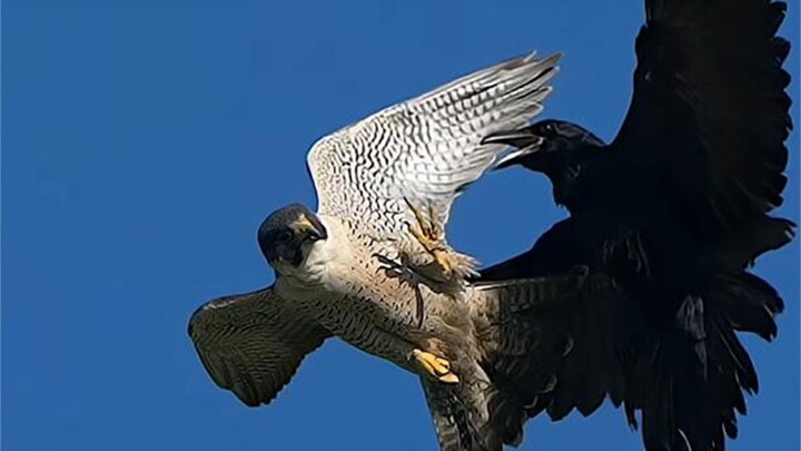 Gagak berani menantang elang peregrin tanpa tahu betapa tangguhnya penguasa langit—hasilnya ia langs