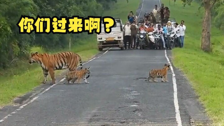 Sedang membawa anak berkeliling melihat hewan-hewan di sini!