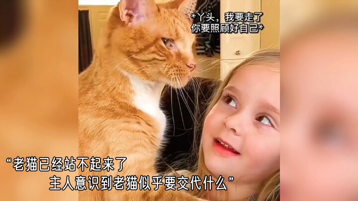 Vạn vật đều có linh hồn, mèo cưng cũng có thể là tấm áo giáp bảo vệ bạn #Mèo #ChúMèoTinhNghịch #Khoả