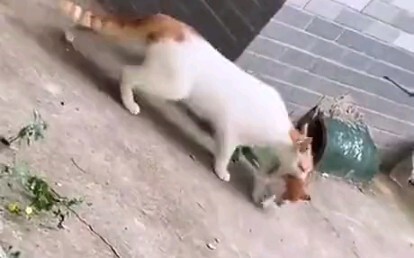 Ketika Ibu menyuruhmu pergi makan