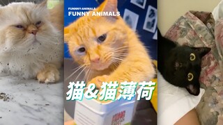 Watch out—your cat might have snorted some catnip today!!