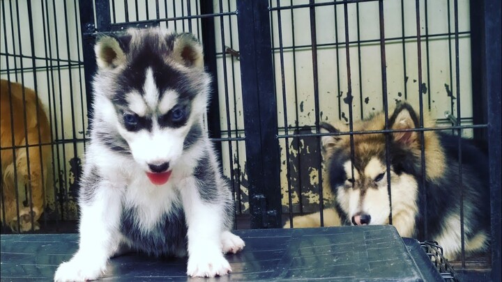 Bertemu dan bermain dengan siberian husky super cantik bernama ivory von golden valley