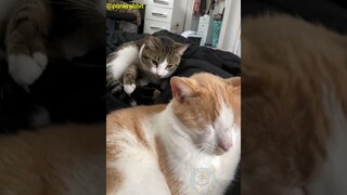 Video kucing terlucu tahun ini bikin ngakak guling-guling