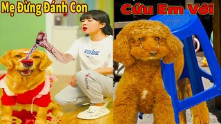 Thú Cưng TV | Cô cô và Sầu riêng #14 | Chó Golden Gâu Đần thông minh vui nhộn | Pets cute smart dog