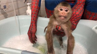 BaBy Bao Bao Monkey's First Reaction When Bathing With Spider Man