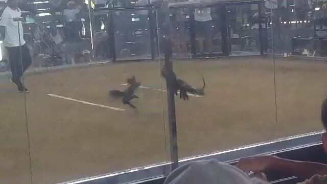 2nd win of sweater gilmore