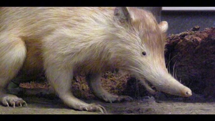 fakta unik solenodon