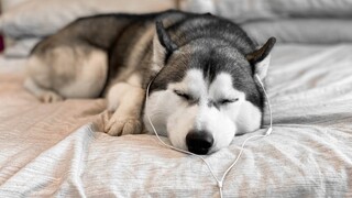 Spotify Playlist For Your Dog!?