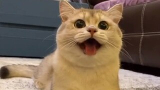 قطة صغيرة تزن ثلاثة جين، ومحبوبة تزن خمسة جين