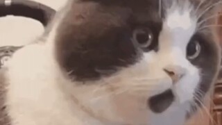 Do you know the original name of Big Head Son?