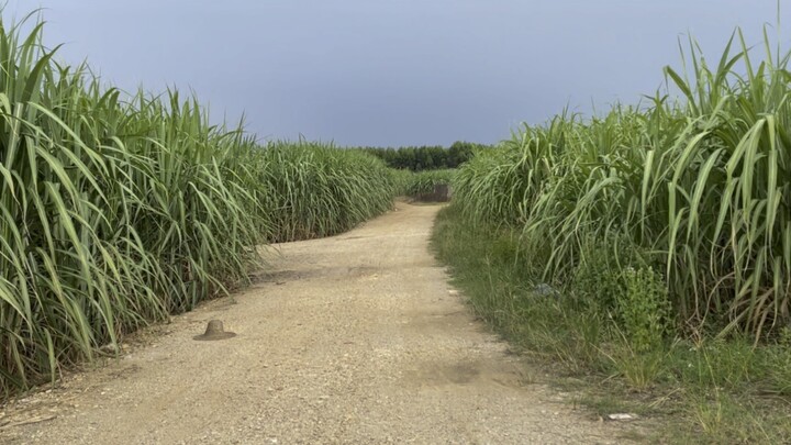 千万不要在广西甘蔗地里迷路